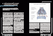 MundoSecretoCerebroPp36_37