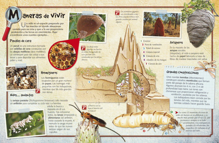 -Insectos – LIBROS ZOOM – Libsa