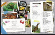 SerpientesReptilesInsolitosContenido