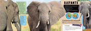 01_ELEFANTE-1