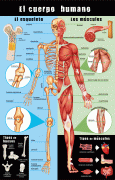 Páginas desdemi gran póster CUERPO HUMANO baja-3