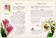 CactusPlantasSuculentas 48