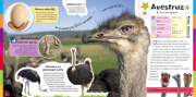 Animales 3