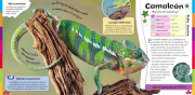 Animales 4