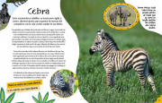 Baby animales 2