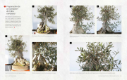 Arte bonsái 4 Arte bonsái 4