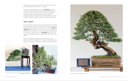 Arte bonsái 5 Arte bonsái 5
