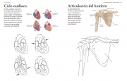 Cuerpo humano 5