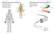 Cuerpo humano 7
