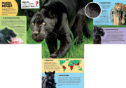 Animales poderosos 2