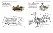 Aves de las américas 2