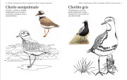 Aves de las américas 3
