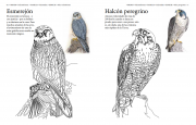 Aves de las américas 4
