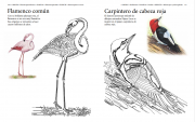 Aves de las américas 5
