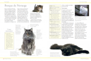 Razas de gatos 3