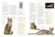 Razas de gatos 4