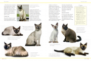 Razas de gatos 5